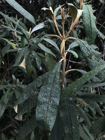 Buddleja incana, photographed by Nicolás Baresch Uribe