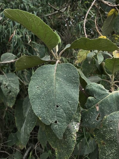Verbesina crassiramea, photographed by Nicolás Baresch Uribe