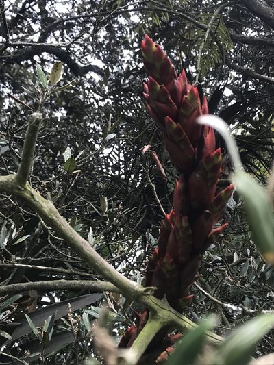 Tillandsia pastensis, photographed by Nicolás Baresch Uribe
