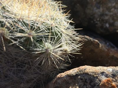 Mammillaria candida, photographed by Karla M. Benítez