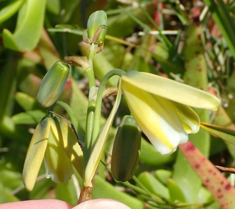 Albuca flaccida, photographed by Nicola van Berkel