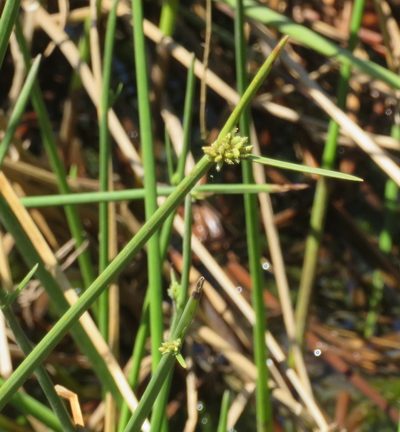 Cyperus laevigatus, photographed by Nicola van Berkel
