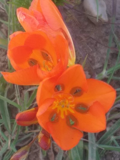 Tritonia crocata, photographed by kevin koen