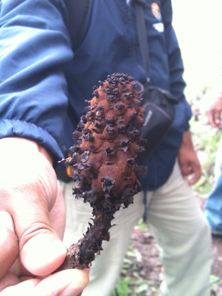 Bdallophytum andrieuxii, photographed by Eugenio Padilla