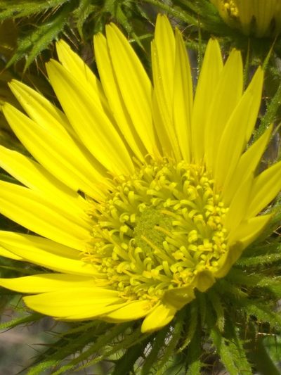 Berkheya carlinoides, photographed by kevin koen