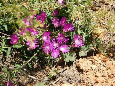 Drosanthemum ambiguum, photographed by Klaus Wehrlin