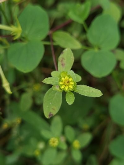 Melampodium costaricense, photographed by Eduardo Chacón Madrigal