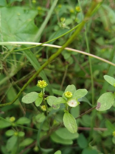 Melampodium costaricense, photographed by Eduardo Chacón Madrigal