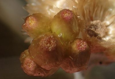 Pseudognaphalium undulatum, photographed by Nicola van Berkel