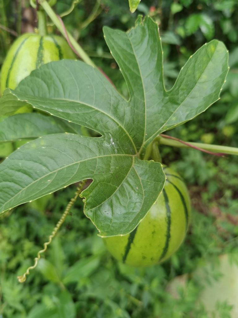 Cionosicys macranthus, photographed by Eduardo Chacón Madrigal