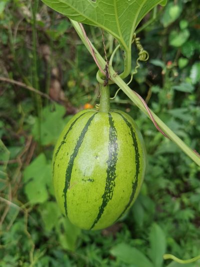 Cionosicys macranthus, photographed by Eduardo Chacón Madrigal