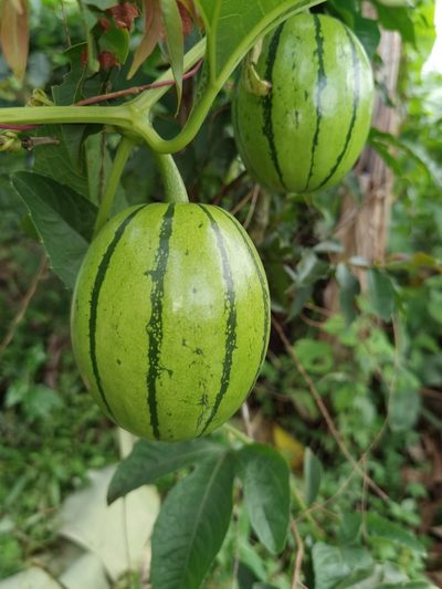 Cionosicys macranthus, photographed by Eduardo Chacón Madrigal