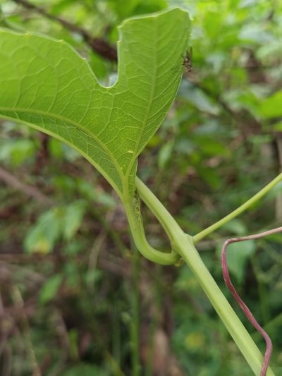 Cionosicys macranthus, photographed by Eduardo Chacón Madrigal