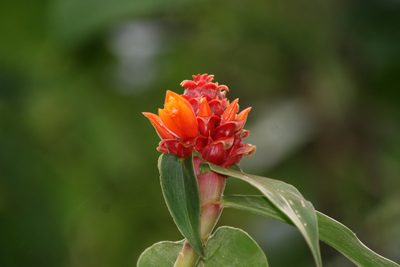 Costus montanus, photographed by Cole Wolf