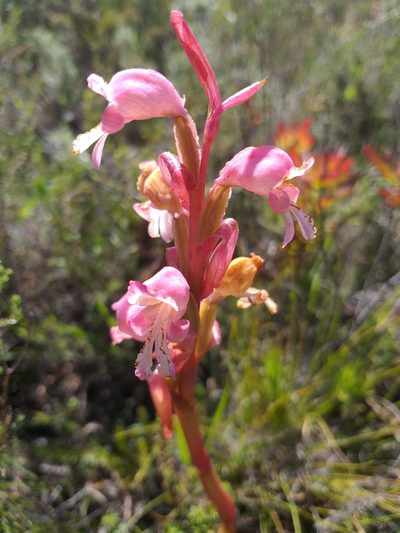 Satyrium muticum, photographed by kevin koen