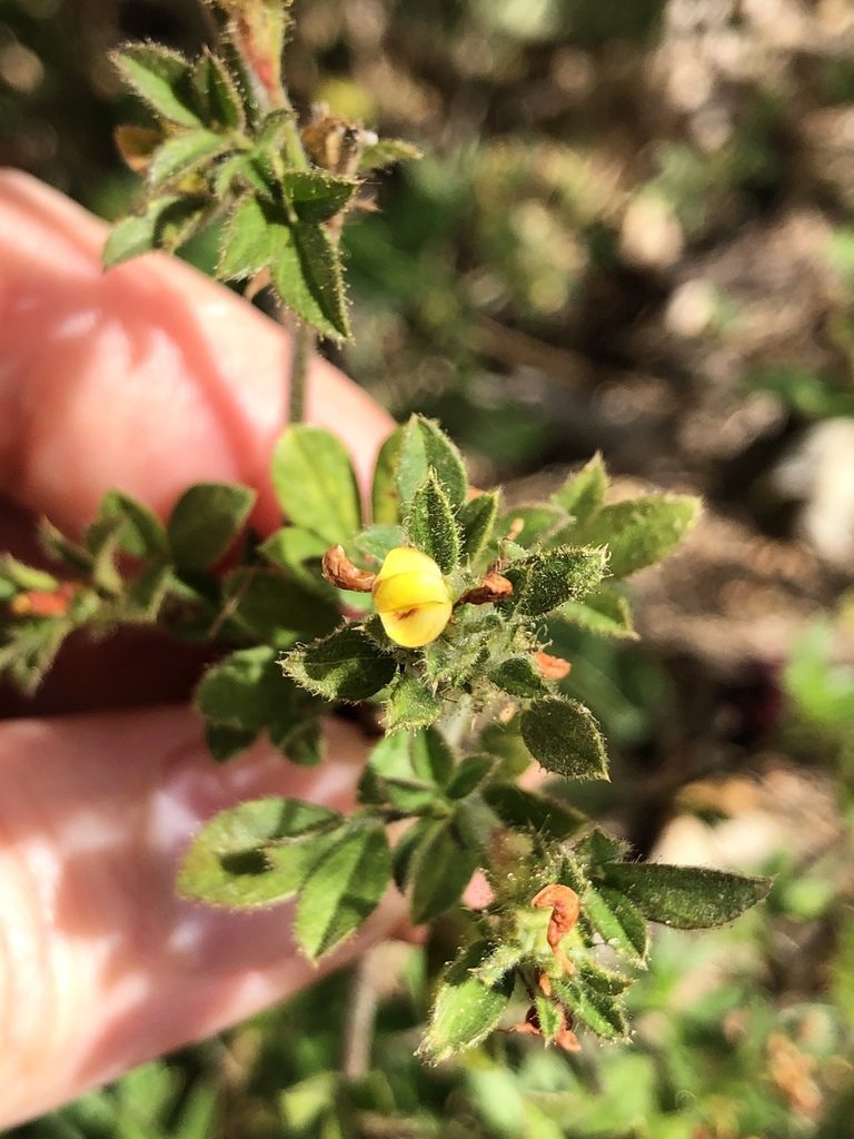 Stylosanthes scabra, photographed by elawrey