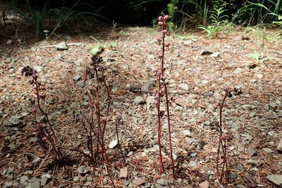 Pyrola aphylla, photographed by Ken-ichi Ueda