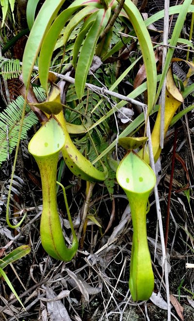 Nepenthes reinwardtiana, photographed by desertnaturalist