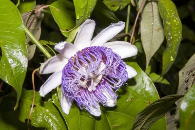 Passiflora nitida, photographed by dhfischer