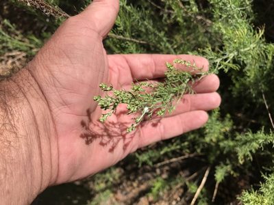 Artemisia carruthii, photographed by CK2AZ