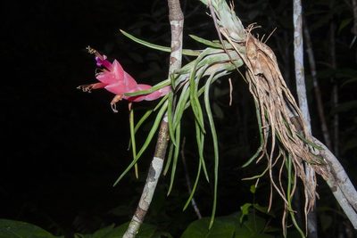 Tillandsia paraensis, photographed by dhfischer