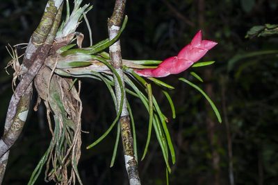 Tillandsia paraensis, photographed by dhfischer