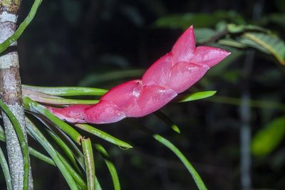 Tillandsia paraensis, photographed by dhfischer