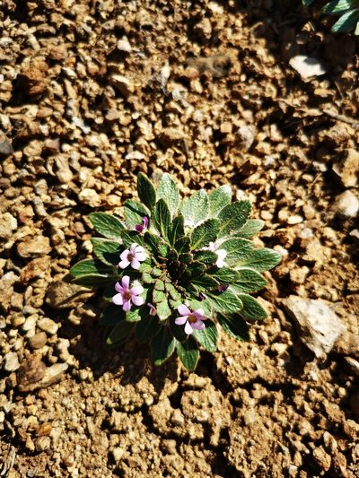Viola subandina, photographed by Aira Francisca Faúndez Fallau