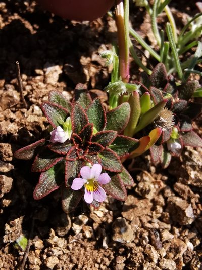 Viola subandina, photographed by Aira Francisca Faúndez Fallau