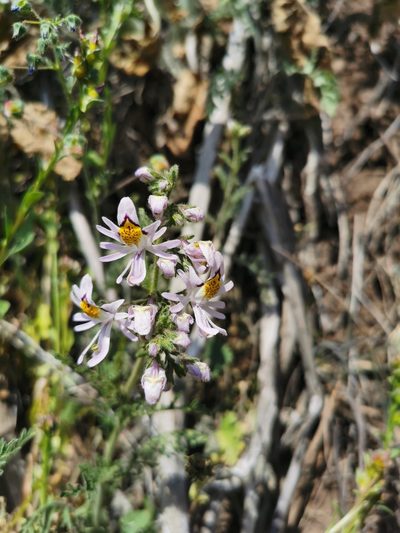 Schizanthus pinnatus, photographed by Aira Francisca Faúndez Fallau