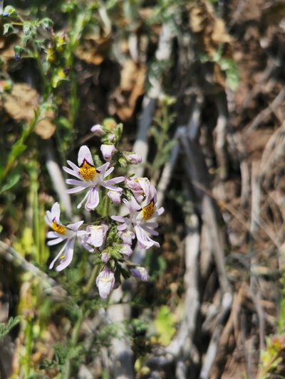 Schizanthus pinnatus, photographed by Aira Francisca Faúndez Fallau