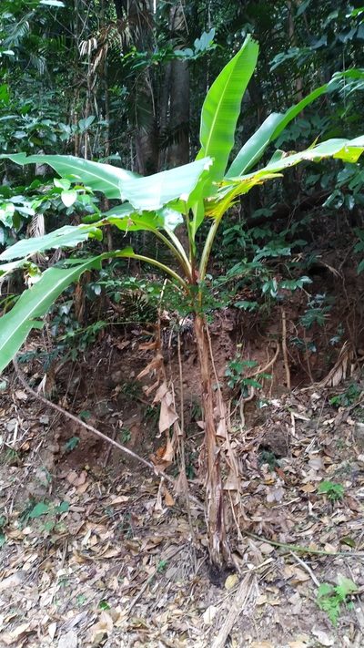 Musa banksii, photographed by Steve Fitzgerald