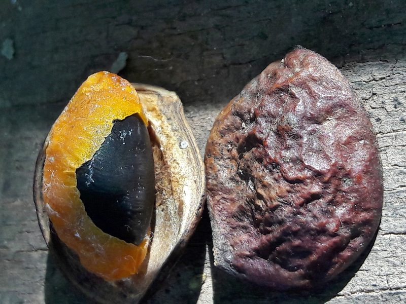 Copaifera langsdorffii, photographed by Douglas