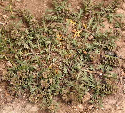 Lepidium oblongum, photographed by Steve Matson