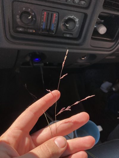 Triplasis purpurea, photographed by John Michael