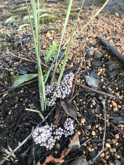 Lomandra sericea, photographed by Ann Bentley