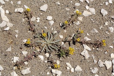 Physaria ludoviciana, photographed by Steve Matson