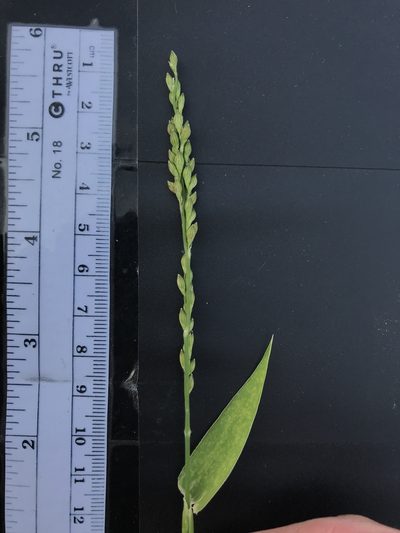 Urochloa texana, photographed by Cody Stricker