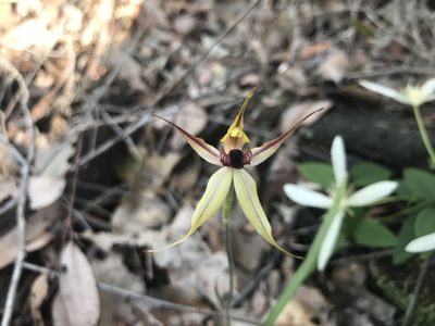 Caladenia macrostylis, photographed by Ann Bentley