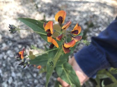 Daviesia cordata, photographed by Ann Bentley