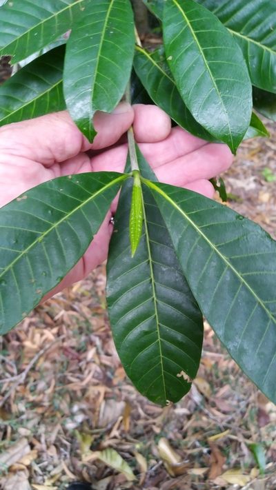Gardenia ovularis, photographed by Steve Fitzgerald