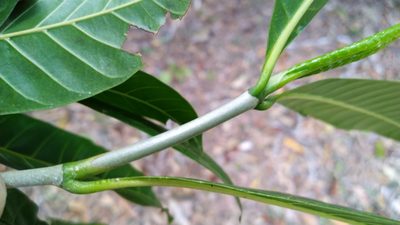 Gardenia ovularis, photographed by Steve Fitzgerald