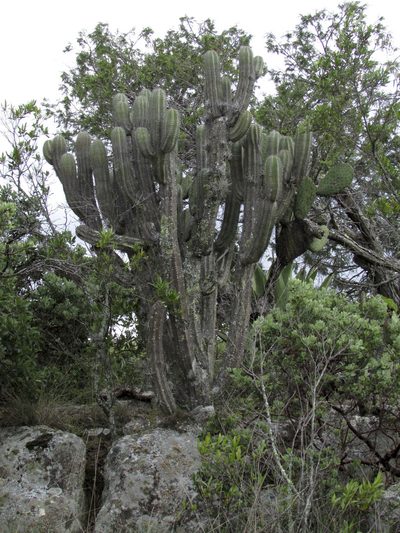 Polaskia chende, photographed by Carlos Martorell