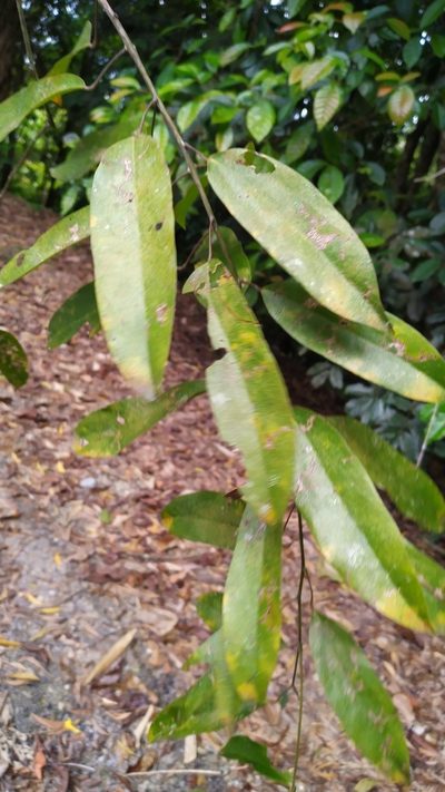 Hypserpa laurina, photographed by Steve Fitzgerald