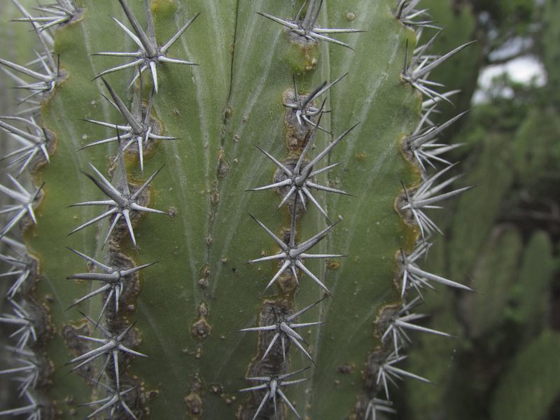 Polaskia chende, photographed by Carlos Martorell