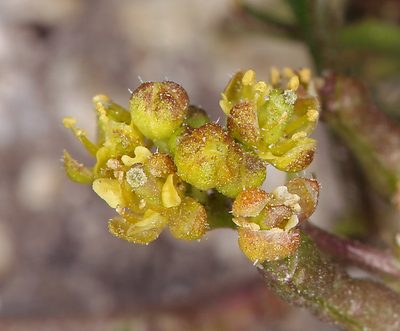 Rorippa curvipes, photographed by Steve Matson