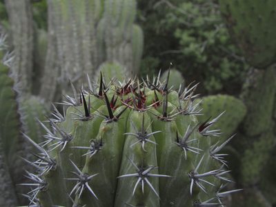 Polaskia chende, photographed by Carlos Martorell