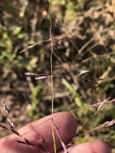 Triplasis purpurea, photographed by Sam Kieschnick