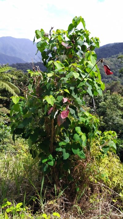 Homalanthus novoguineensis, photographed by Steve Fitzgerald