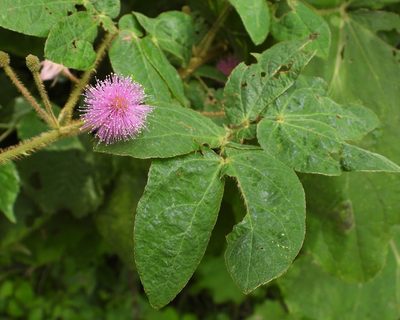 Mimosa albida, photographed by Grete Pasch